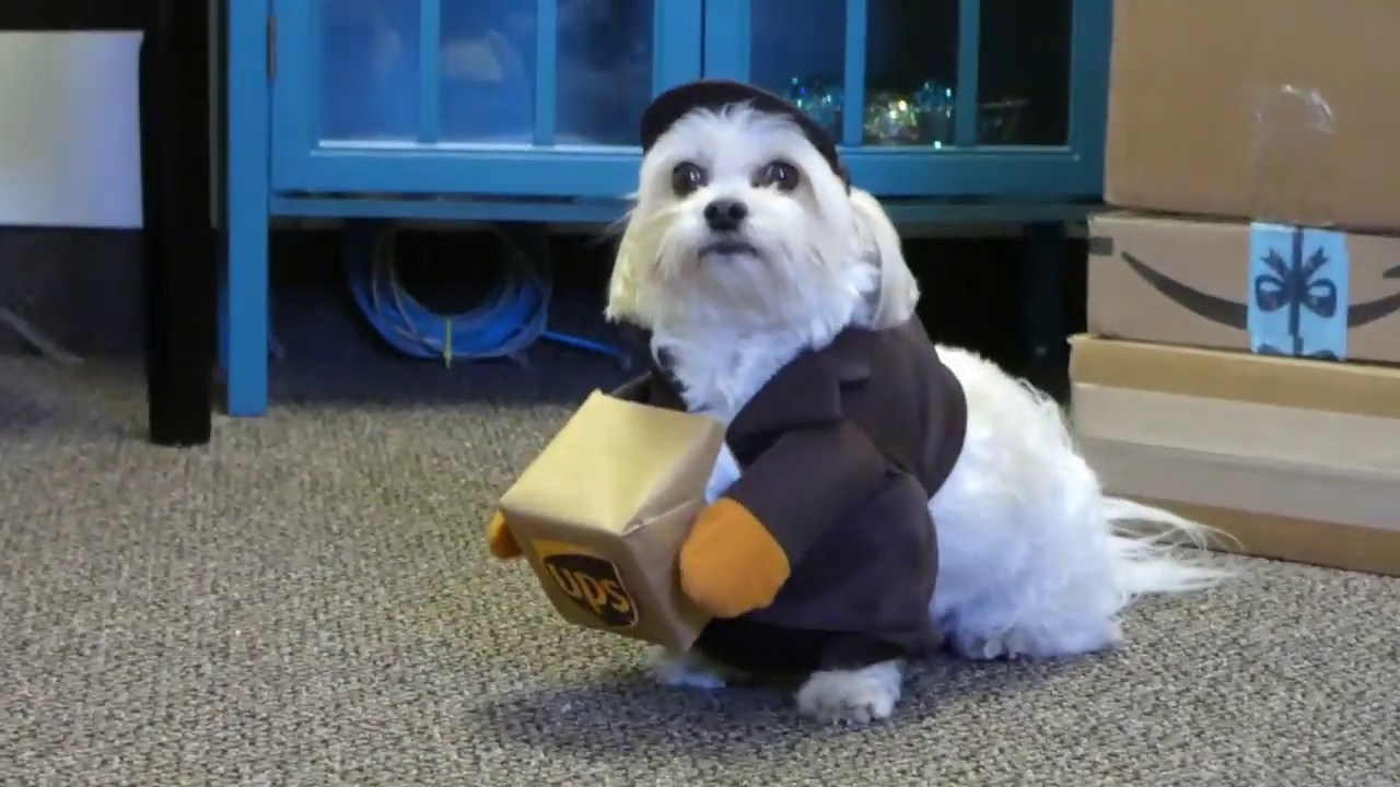 Dostavljač neprestano psiću donosio poklone, a onda je jednog dana psić iznenadio njega