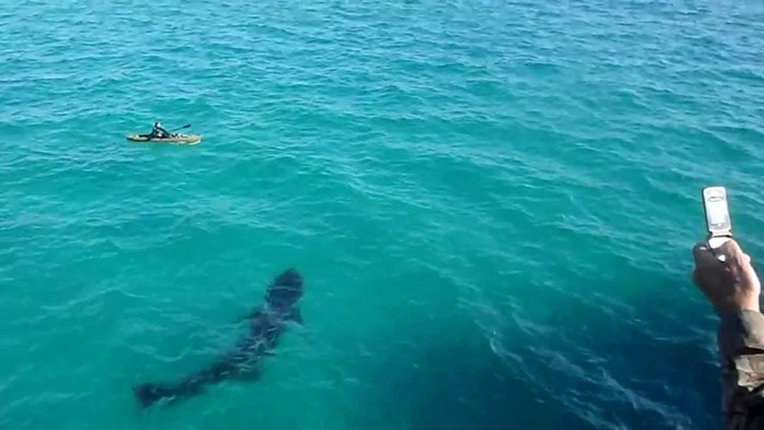 Divovski morski pas krenuo prema kajakašu, ljudi na obali vrištali su od straha