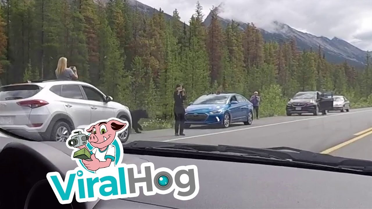 Bliski susret s medvjedom: Zbog fotografije skoro ostala bez glave