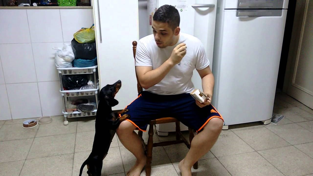 Genijalac obrnutom psihologijom "natjerao" psa da popije lijek