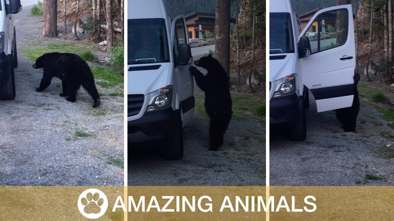 Nije se mogao prestati smijati kada je shvatio što medvjed radi 