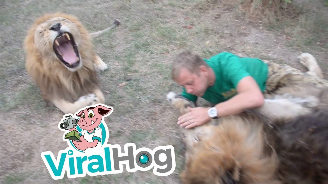 Prijateljstvo koje je šokiralo mnoge: Ovaj se čovjek mazi s lavovima 
