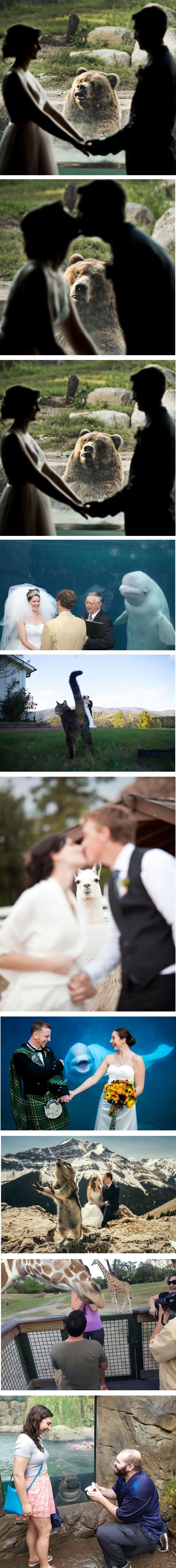 Internet poludio zbog reakcije medvjeda na prosidbu u ZOO vrtu 