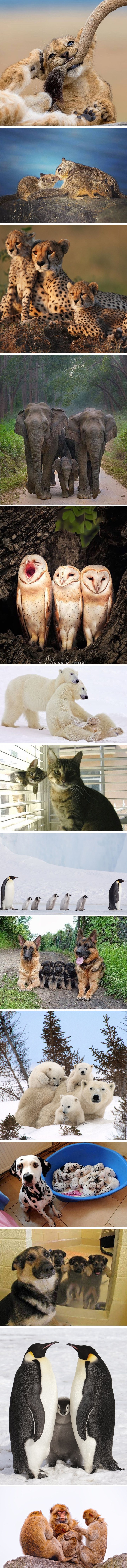 Obiteljske fotografije ovih životinja najslađa je stvar koju ćete danas vidjeti 