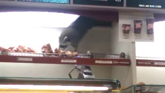 Najslađi lopov kojeg ste vidjeli: Rakun ukrao krafnu s police u trgovini 