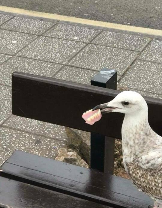 Zločesta ptica nekoga je skratila za obrok, netko ćemo morati jesti kašicu