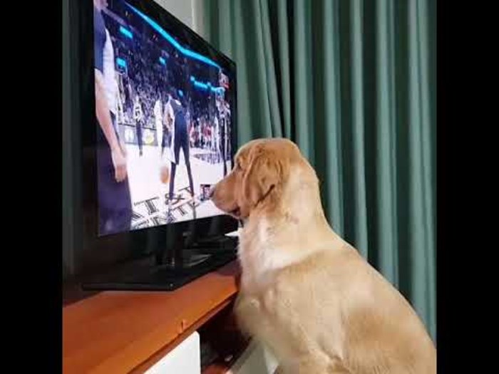 Ovaj je pas pomno pratio košarkašku utakmicu i dokazao da je pravi fan