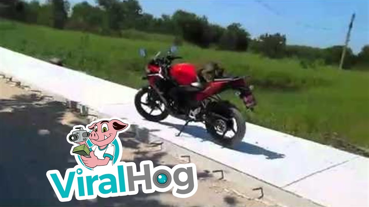 Majmun obavio nuždu na motoru, a onda je uslijedilo nešto što je zgrozilo mnoge