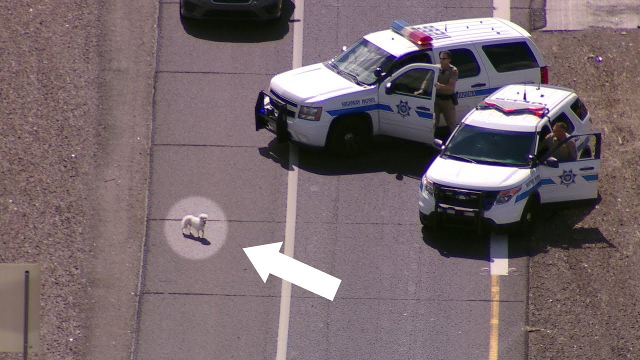 Psić je bježao po autocesti i napravio ogromnu pomutnju u prometu