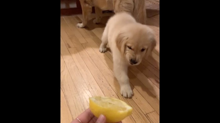 VIDEO Preslatka reakcija psića na limun uljepšat će vam dan
