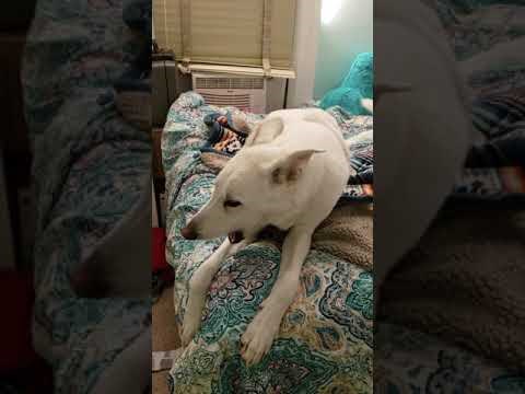 Svaki puta kada pusti ovu pjesmu, njegov pas radi istu stvar