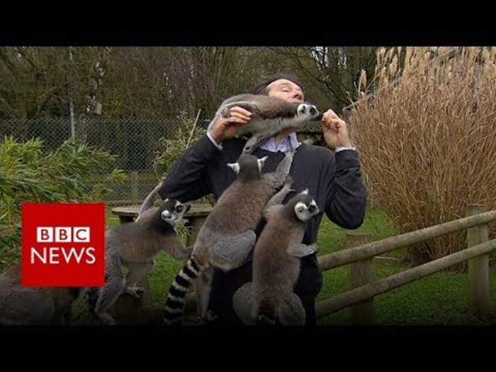 Nestašni lemuri nasrnuli su na reportera koji nije mogao vjerovati što se događa
