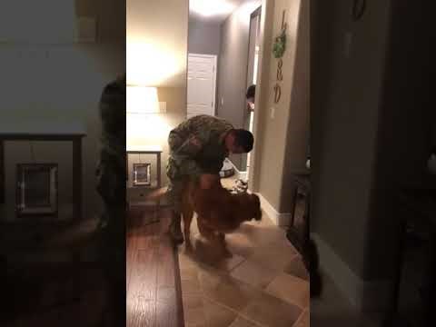 Pas je potpuno poludio kada je ugledao vlasnika nakon 8 mjeseci razdvojenosti