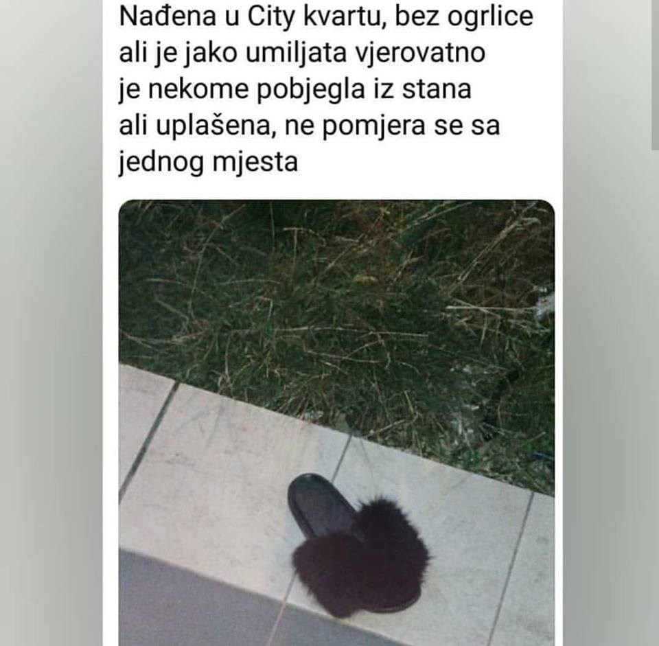 Pronašli su vrlo čudnog kućnog ljubimca pa odlučili pronaći vlasnika