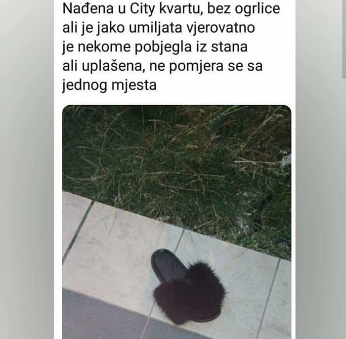 Pronašli su vrlo čudnog kućnog ljubimca pa odlučili pronaći vlasnika