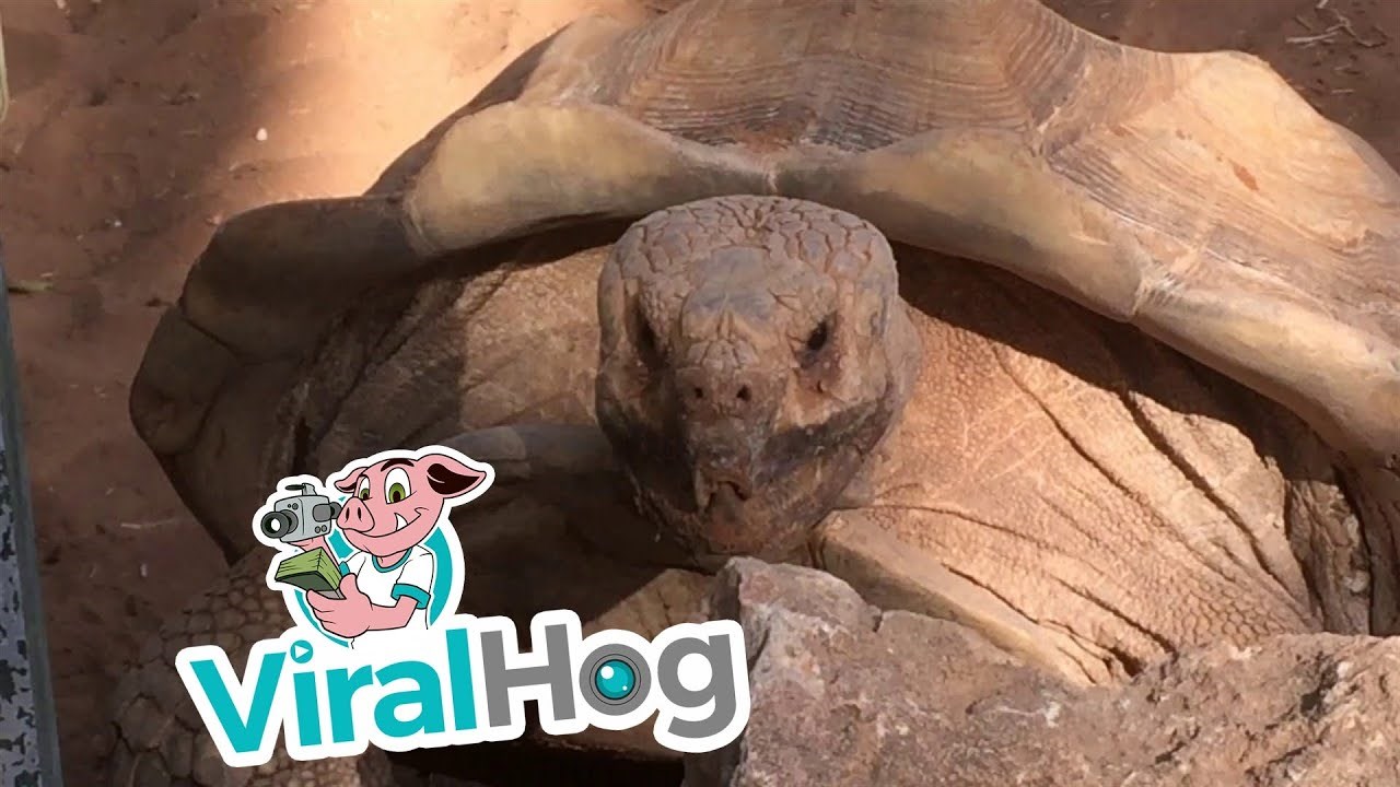 Nećete vjerovati kako se ova kornjača glasa za vrijeme parenja