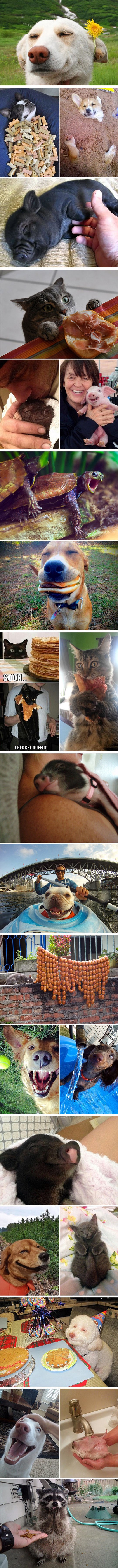 Ove zadovoljne životinje izvući će osmijeh na lica čak i mrzovoljnima 