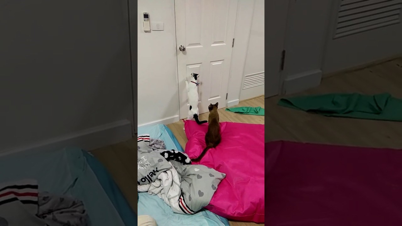 Ova pametna maca bez problema uspjela je otvoriti vrata