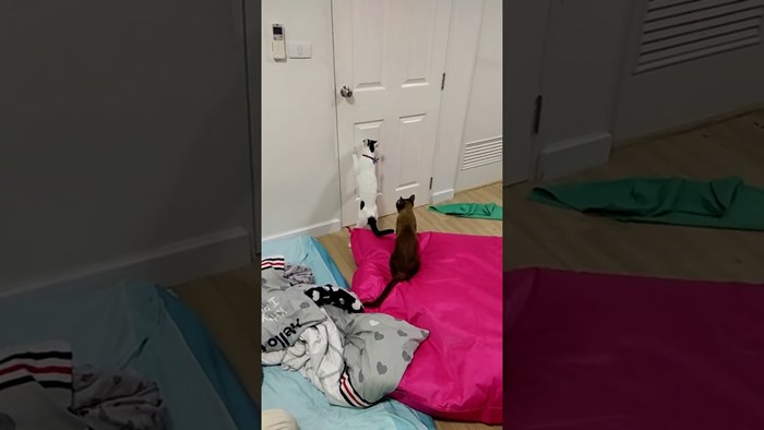 Ova pametna maca bez problema uspjela je otvoriti vrata