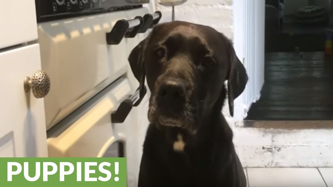 Poslušan pas prošao test iskušenja koji bi mnogi ljubimci pali