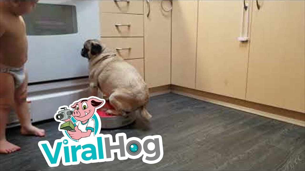 Smiješni mops se odlučio provozati na robotskom usisivaču i super se provodi 