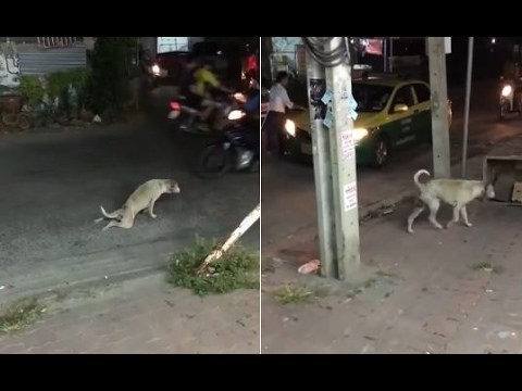 Psa lutalicu proglasili su glumcem godine zbog njegove nevjerojatne sposobnosti