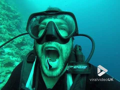 Zaronio je i otvorio usta, a ribica ga je počastila čišćenjem zubi 