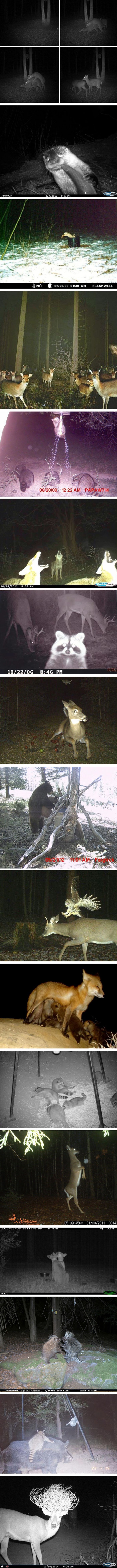 Noćne kamere snimile životinje i otkrile nam što životinje rade kada ih ne gledamo