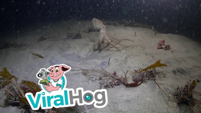 Podvodni okršaj hobotnice i raka pretvorio se u nešto neočekivano