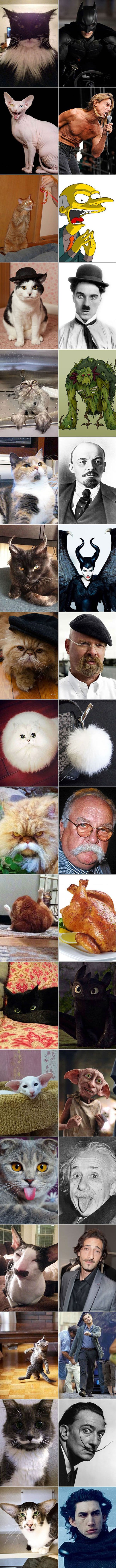 Ove su mačke dvojnice slavnih ličnosti, likova iz crtića, a neke liče i na predmete