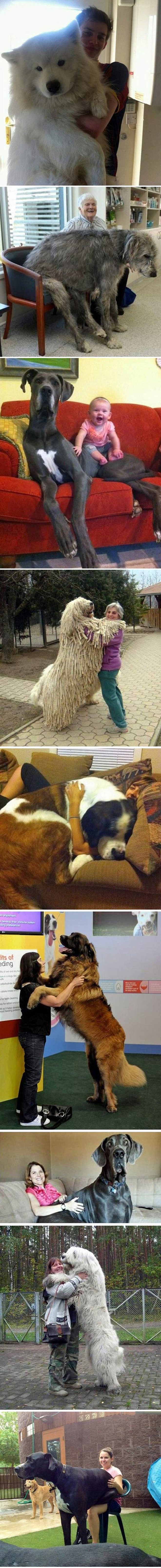 Ovi su psi puno veći od svojih vlasnika i nećete moći vjerovati da postoje