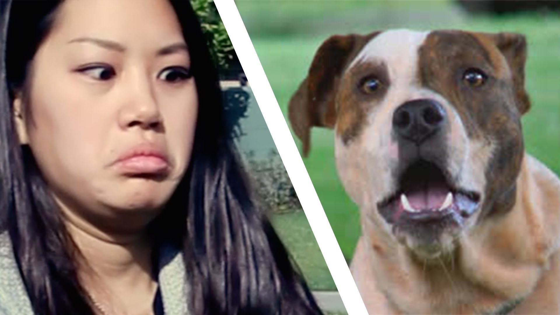 Ovi ljudi su se sreli prvi puta sa Pit Bullovima