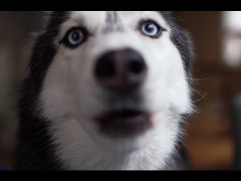 Obožavamo ove polarne pričalice