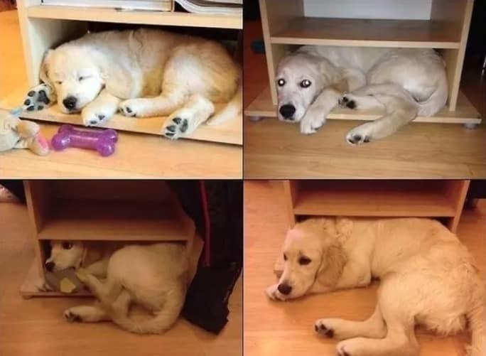 Kad postaneš preveliki za svoje najdraže mjesto za spavanje