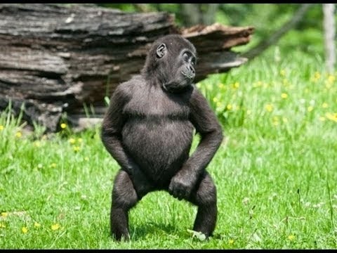 Ovako životinje plešu, kako vama ide ? 