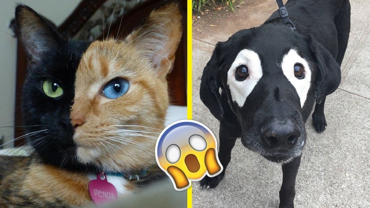 Ove životinje su zaista posebne! 