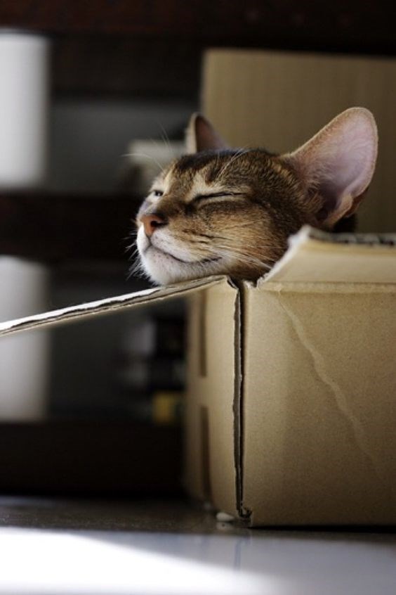 Dobro jutro ekipa, spremi za nove pobjede? 