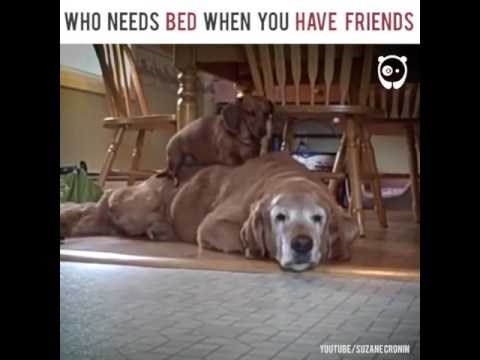 Kome je potreban krevet uz ovakvog prijatelja? 