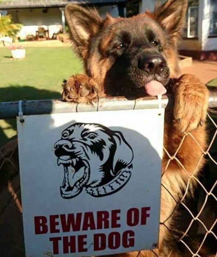 Čuvaj se opasnog psa! Daje puse