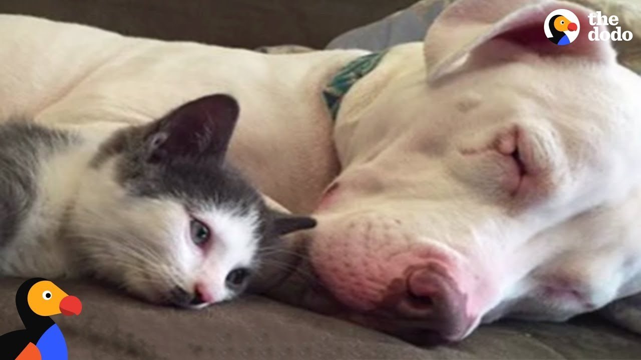 Pit bull koji obožava apsolutno sve! 