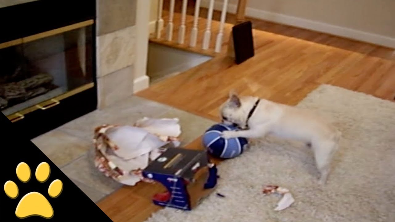 Ovako izgleda kada psi otvaraju poklone!