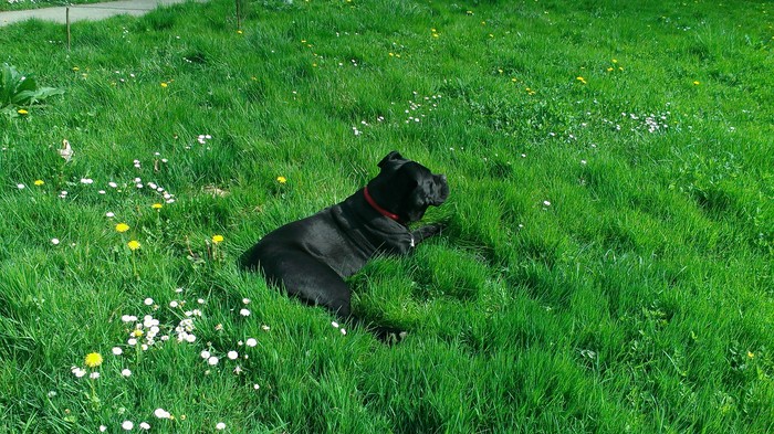 cane corso