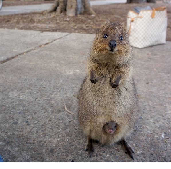 Najsretnija životinjica na svijetu ima iznenađenje za vas