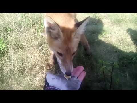 VIDEO: Bliski susret s lisicom otkriva je li riječ o bijesnoj ili umiljatoj životinji