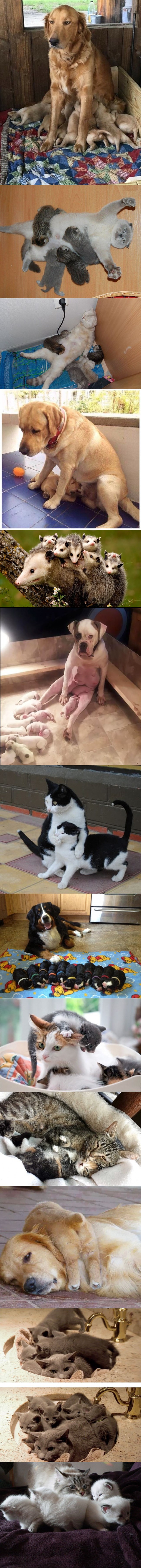 Fotografije koje dokazuju da je i životinjama ponekad teško biti roditelj