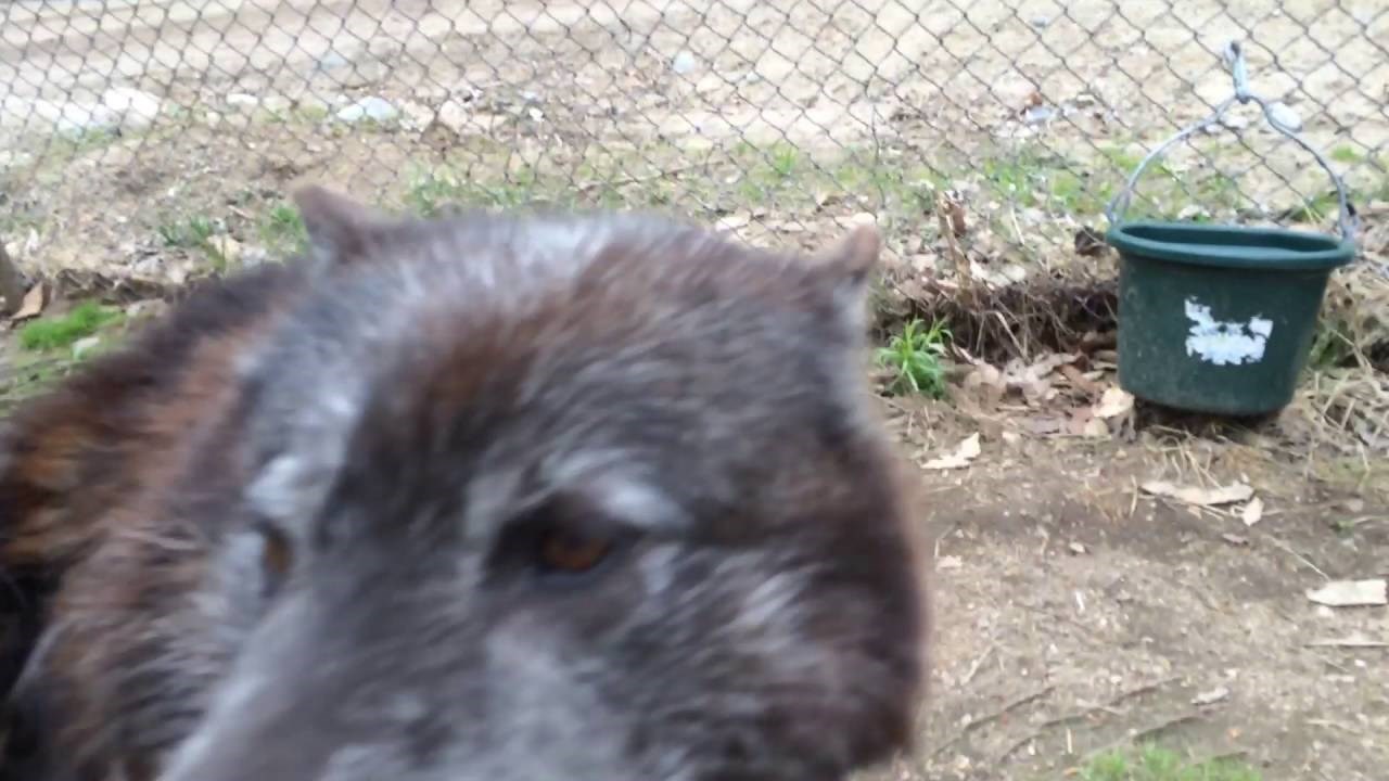 Raspričani križanac vuka i psa ženi rekao "Mama!"