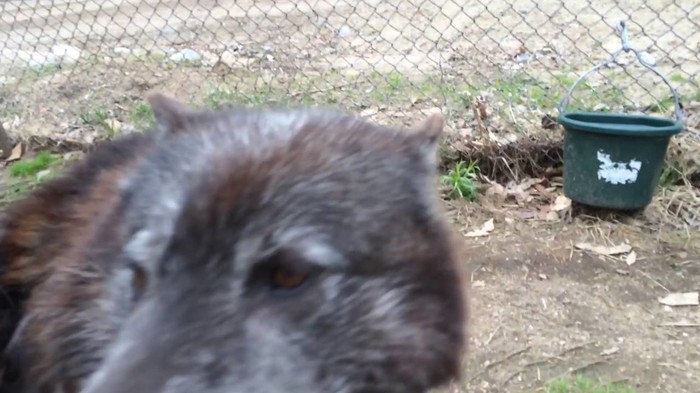 Raspričani križanac vuka i psa ženi rekao "Mama!"