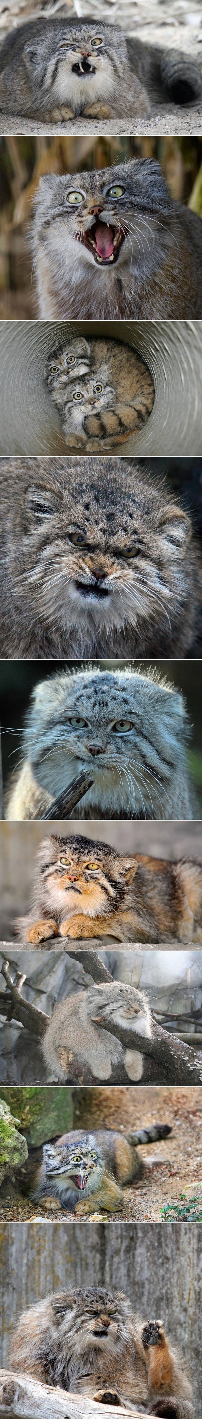 GALERIJA: Manul, divlja mačka specifičnog izgleda