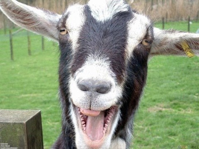 VIDEO: Vrišteće koze i suze od smijeha na 1:00