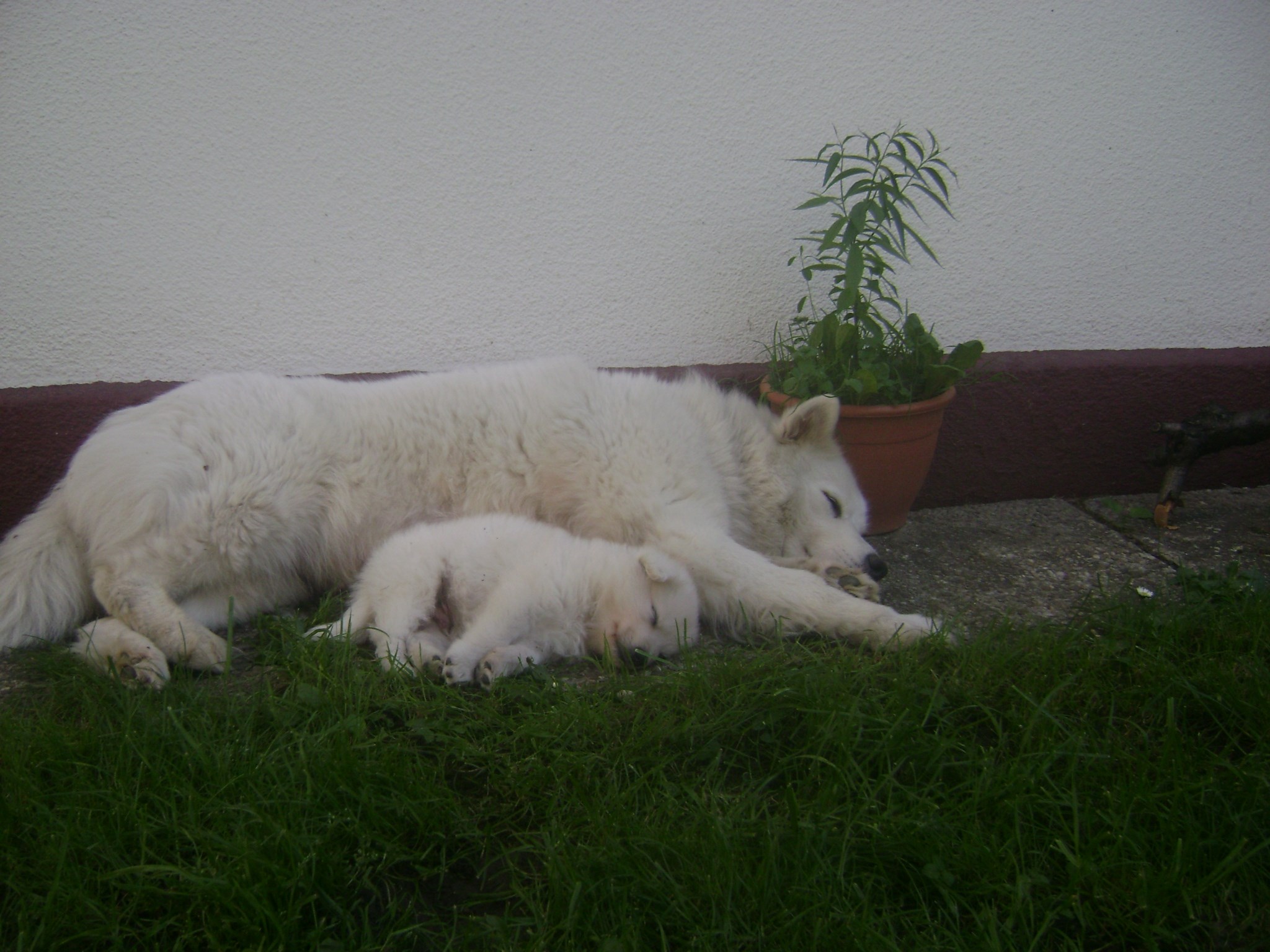 Kakva majka takav sin